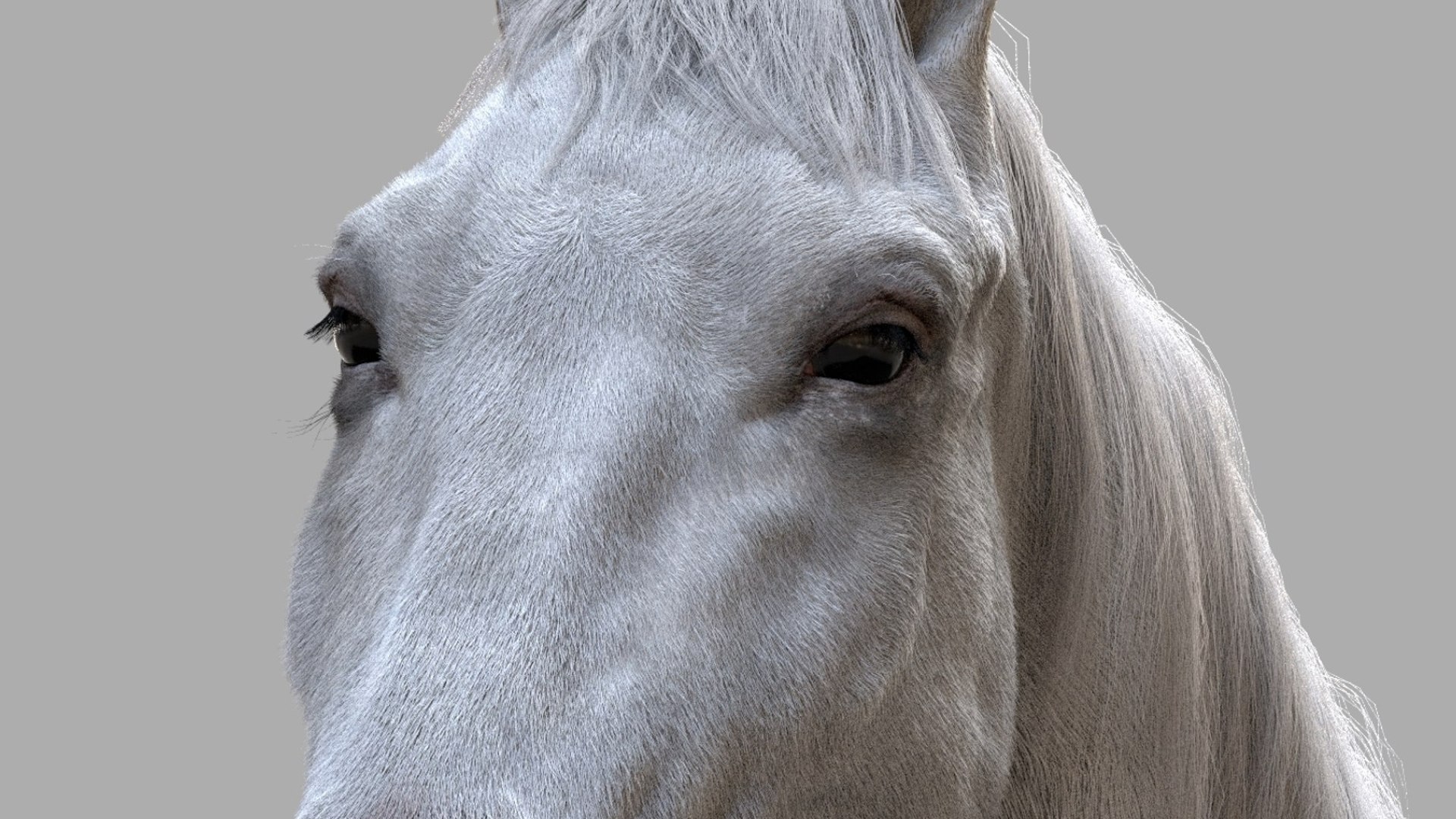 Horse Anatomy 3D model https://p.turbosquid.com/ts-thumb/Se/iYF0Bv/cK/20/jpg/1756176101/1920x1080/fit_q87/eaa68abe166d3d267ef7c32ae46efe347f54bf87/20.jpg