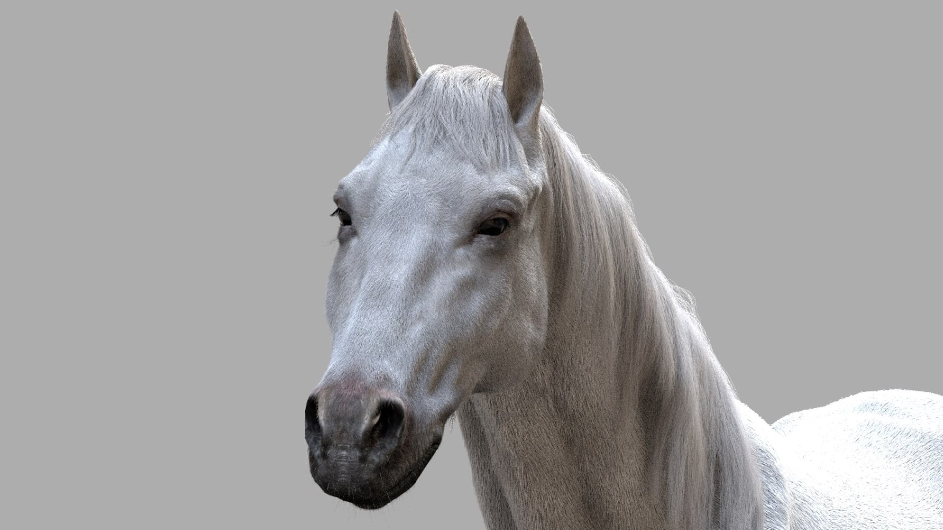Horse Anatomy 3D model https://p.turbosquid.com/ts-thumb/Se/iYF0Bv/hx/18/jpg/1756176100/1920x1080/fit_q87/ede2185258f14ebefea19d255cfcec73c787b362/18.jpg