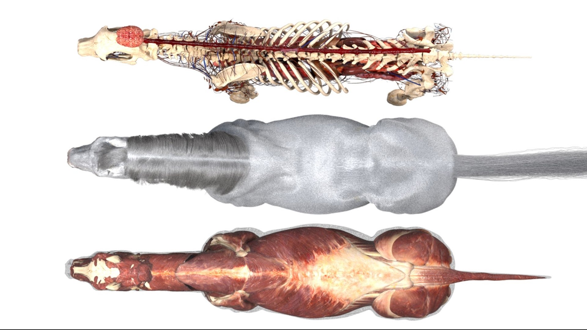 Horse Anatomy 3D model https://p.turbosquid.com/ts-thumb/Se/iYF0Bv/hz/03/jpg/1756176093/1920x1080/fit_q87/4f0e40c194c2aae45eedbddbe4223eac04e52bc5/03.jpg