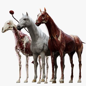 Horse Anatomy 3D
