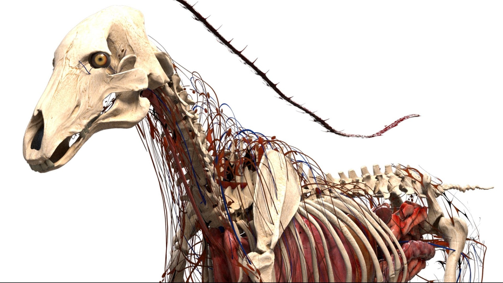 Horse Anatomy 3D model https://p.turbosquid.com/ts-thumb/Se/iYF0Bv/pT/07/jpg/1756176095/1920x1080/fit_q87/91869e4c4348a01e589c976d4e3725f4bd1a64ee/07.jpg