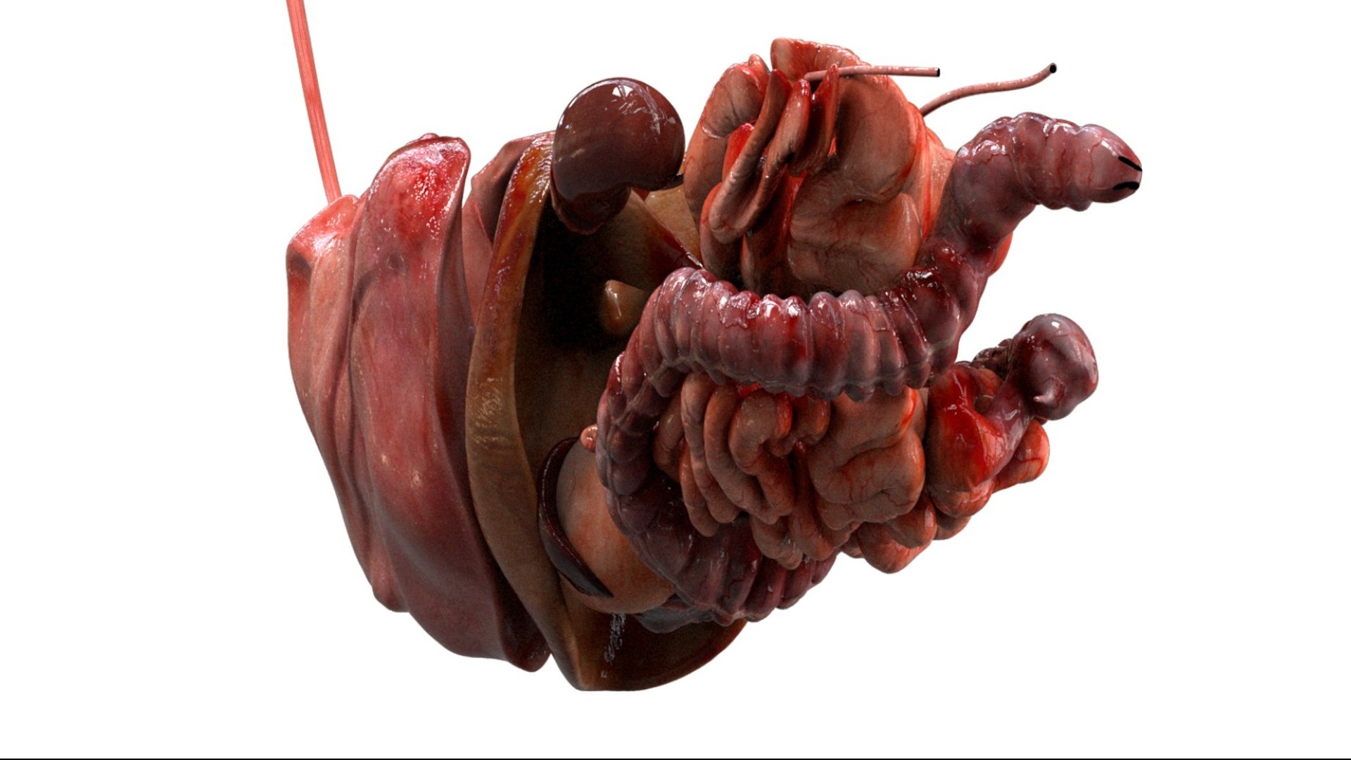 Horse Anatomy 3D model https://p.turbosquid.com/ts-thumb/Se/iYF0Bv/pr/11/jpg/1756176097/1920x1080/fit_q87/425c15f75519ff543d70df88a04a5c81918e680e/11.jpg