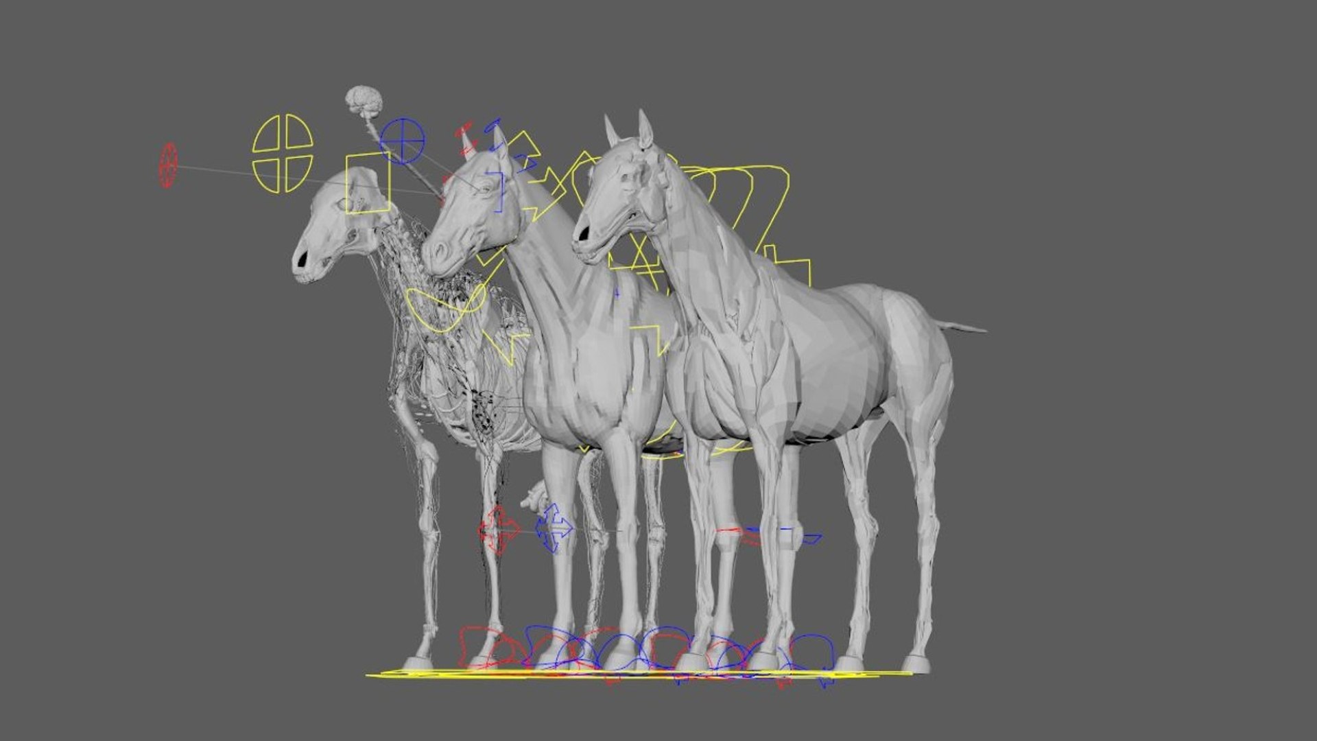 Horse Anatomy 3D model https://p.turbosquid.com/ts-thumb/Se/iYF0Bv/py/28/jpg/1756176104/1920x1080/fit_q87/60b8a924b48b4db7f7f9e0e77a0867d00440722a/28.jpg