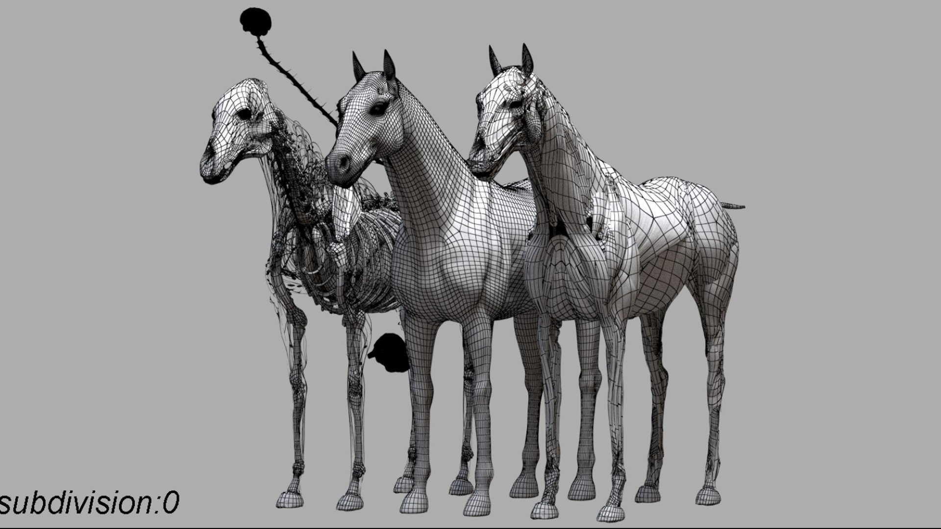 Horse Anatomy 3D model https://p.turbosquid.com/ts-thumb/Se/iYF0Bv/qy/23/jpg/1756176102/1920x1080/fit_q87/cd79008a456a25329f6271db9e9faeb1abee54c4/23.jpg