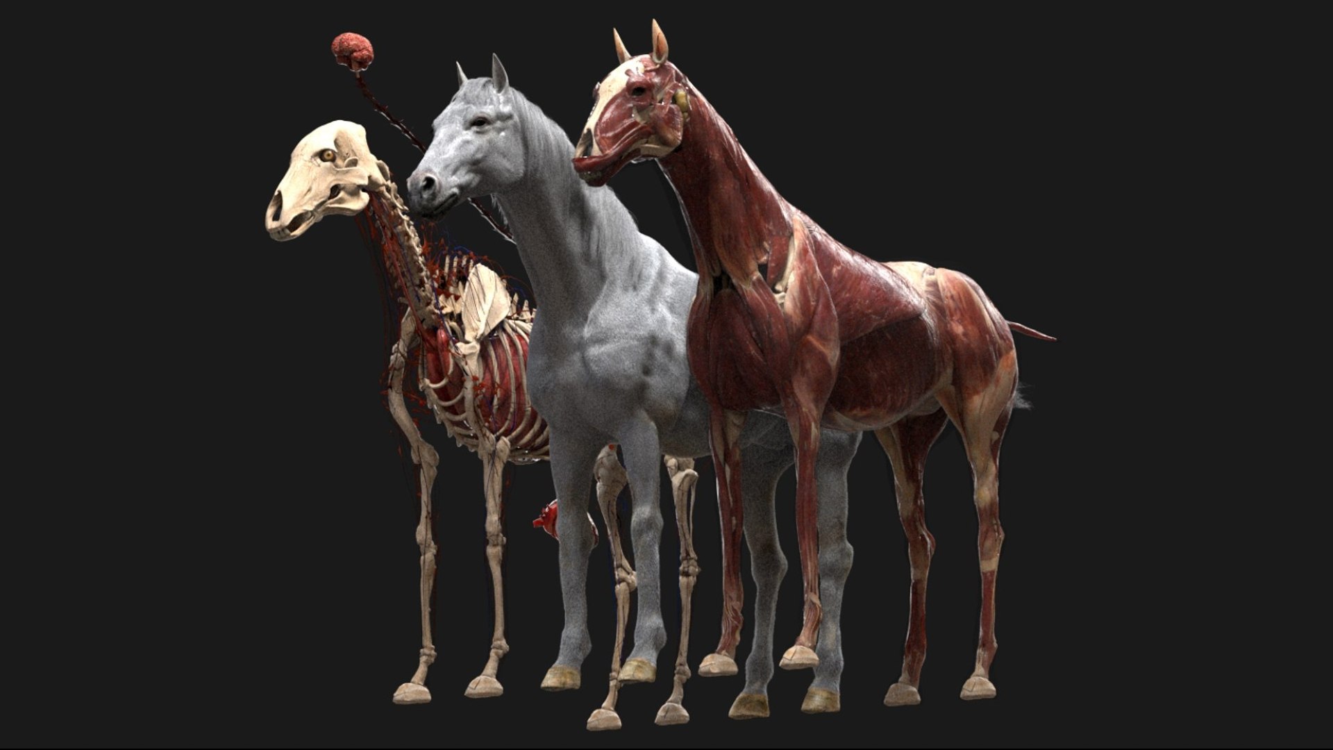 Horse Anatomy 3D model https://p.turbosquid.com/ts-thumb/Se/iYF0Bv/yi/02/jpg/1756176092/1920x1080/fit_q87/94771e5e7fd9f1fe36d5a6bcae47271ff8edc247/02.jpg