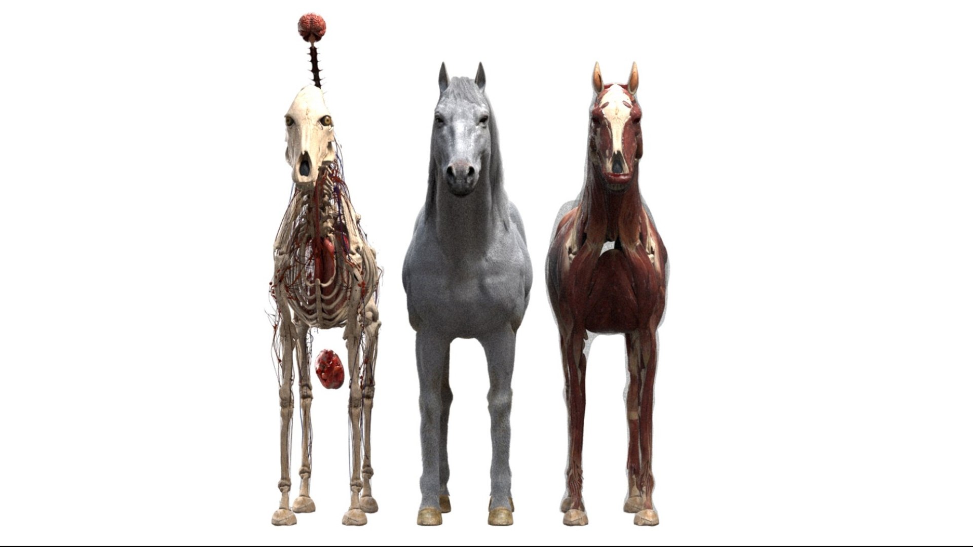 Horse Anatomy 3D model https://p.turbosquid.com/ts-thumb/Se/iYF0Bv/zY/04/jpg/1756176093/1920x1080/fit_q87/d0cf5e9311fc8cd601246d9be3f9b28ec2e0f853/04.jpg