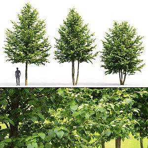 3D model linden trees platyphyllos