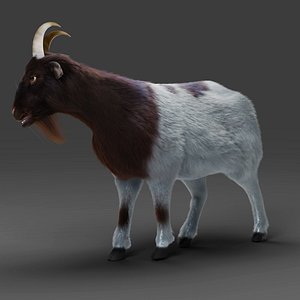 Fur Goat 03 Rigged in Blender 3D model