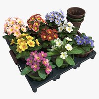 Common Primroses in Pots and Crate