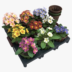 Common Primroses in Pots and Crate