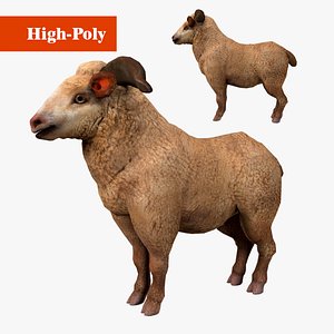 3D merino low-poly