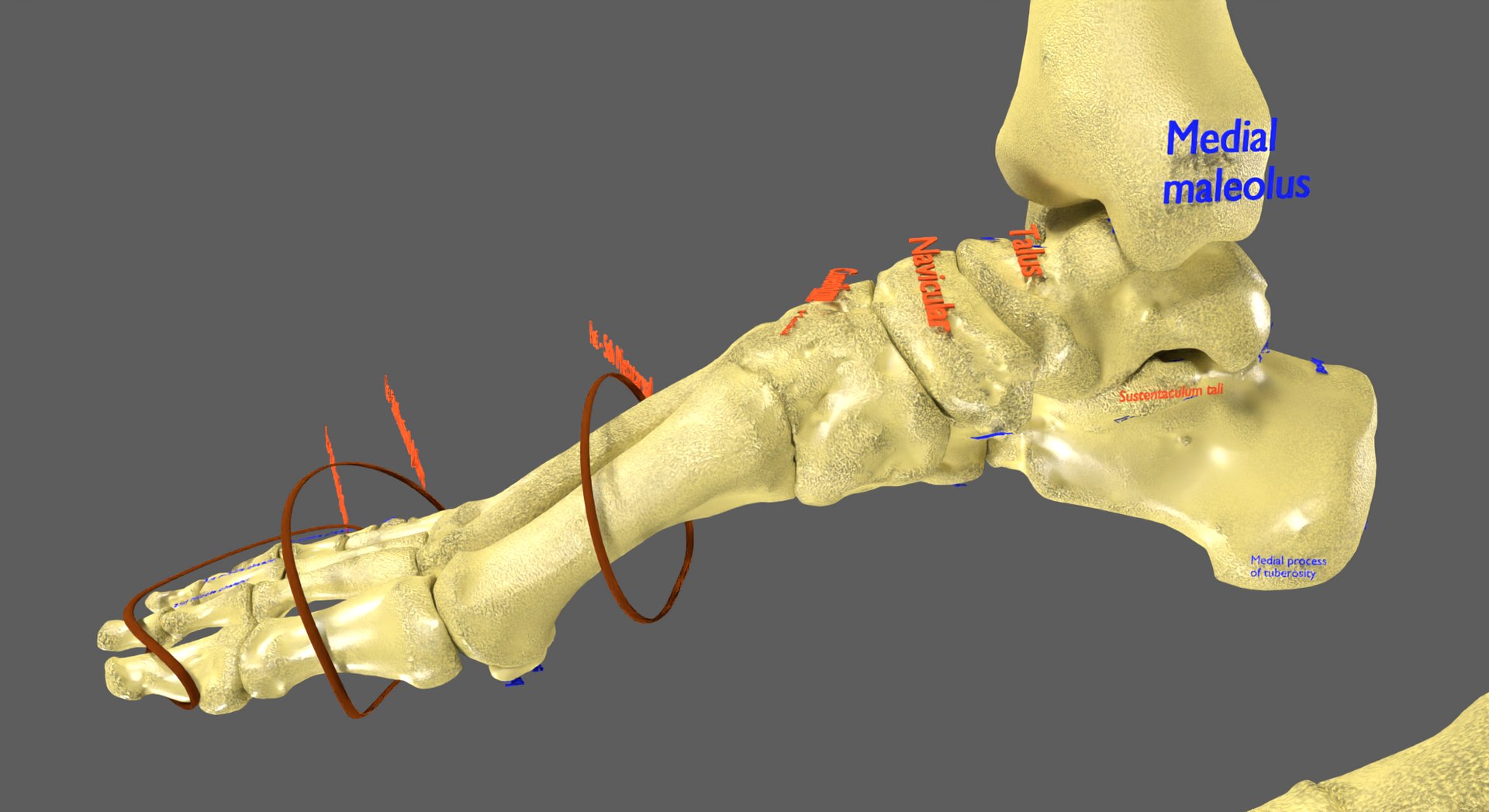 Limbs With Girdle bones name parts text labelled 3D model - TurboSquid ...