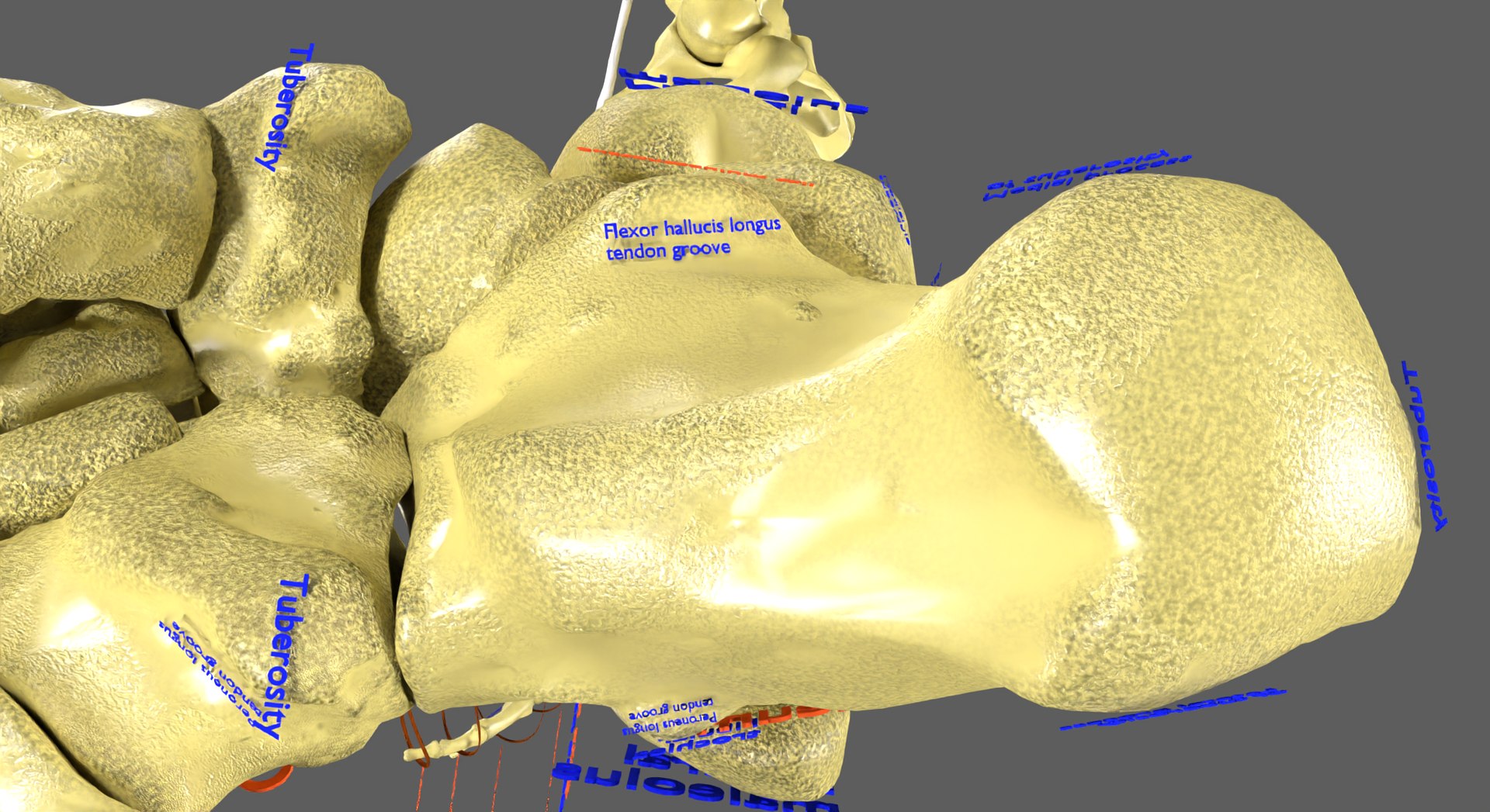 Limbs With Girdle bones name parts text labelled 3D model - TurboSquid ...
