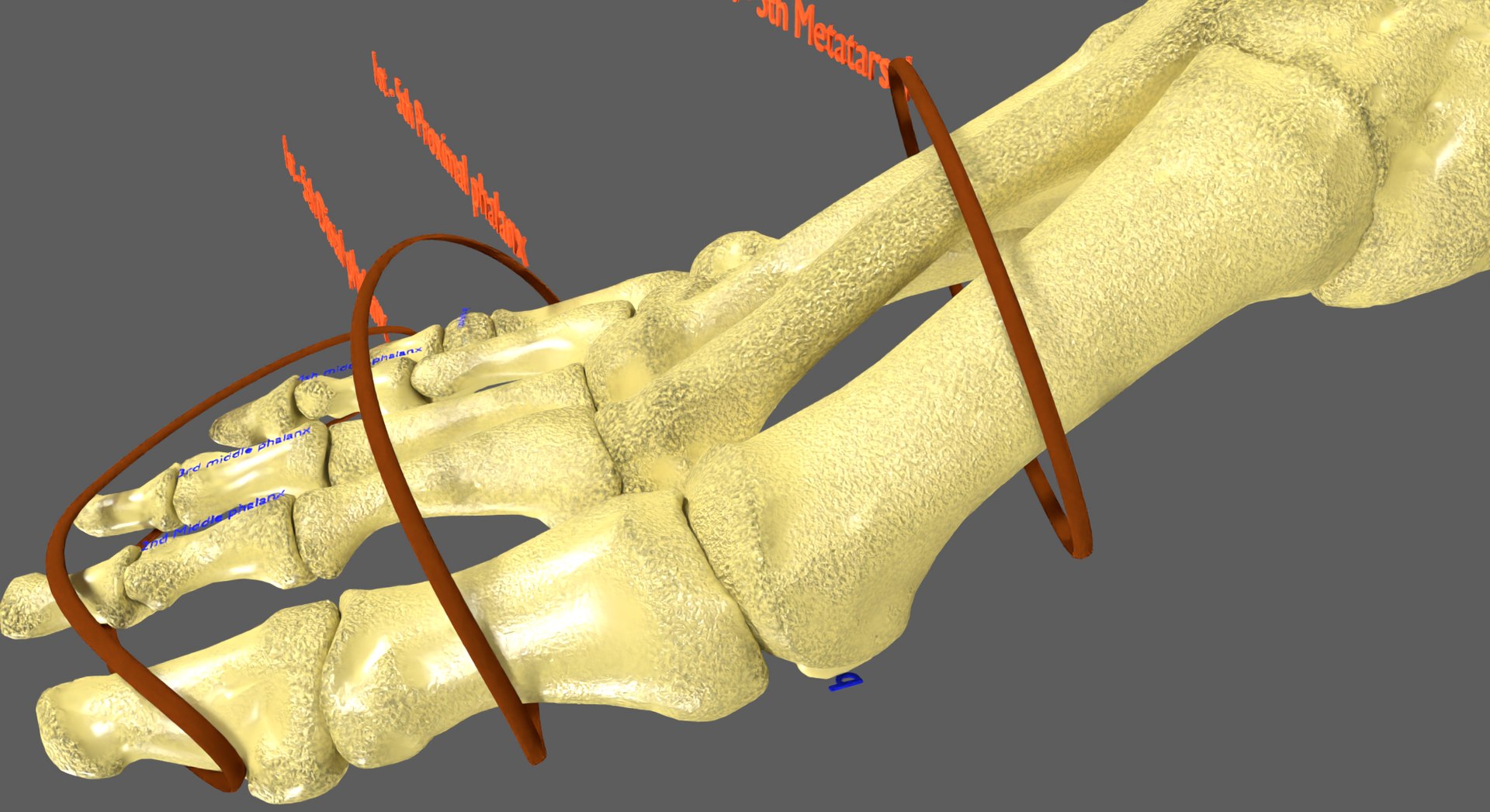 Limbs With Girdle bones name parts text labelled 3D model - TurboSquid ...