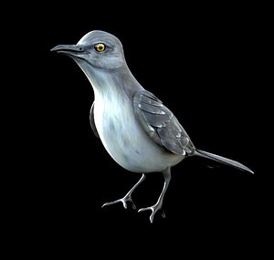 3D mocking bird mockingbird