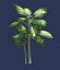 Planta - Diffenbachia