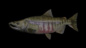3D chum salmon