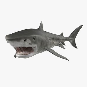 Tiger Shark Swimming 3D Model