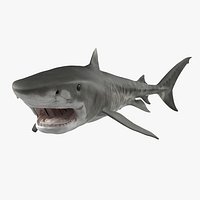Tiger Shark Swimming 3D Model