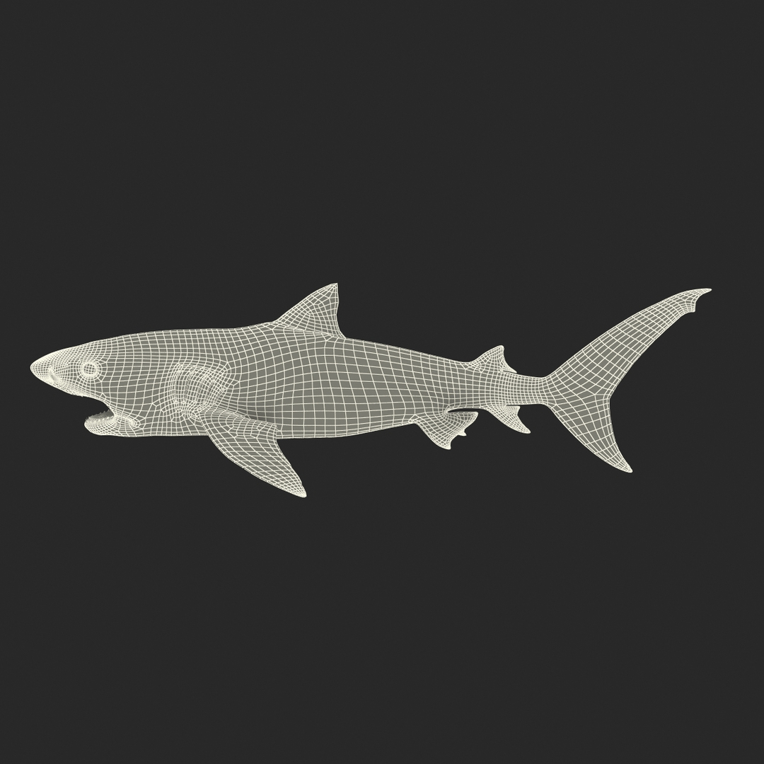 3d model tiger shark swimming modeled