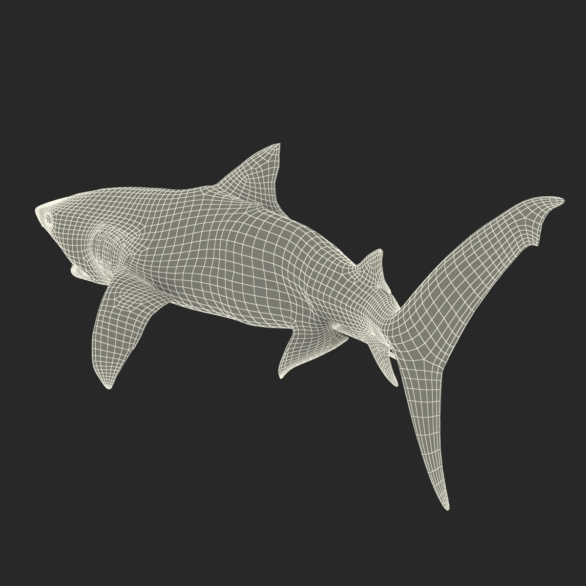 3d model tiger shark swimming modeled