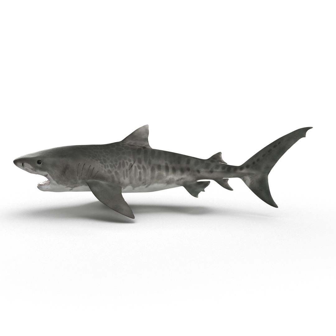 3d model tiger shark swimming modeled