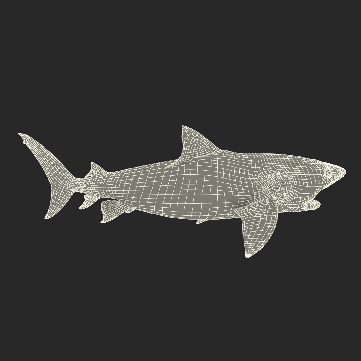 3d model tiger shark swimming modeled