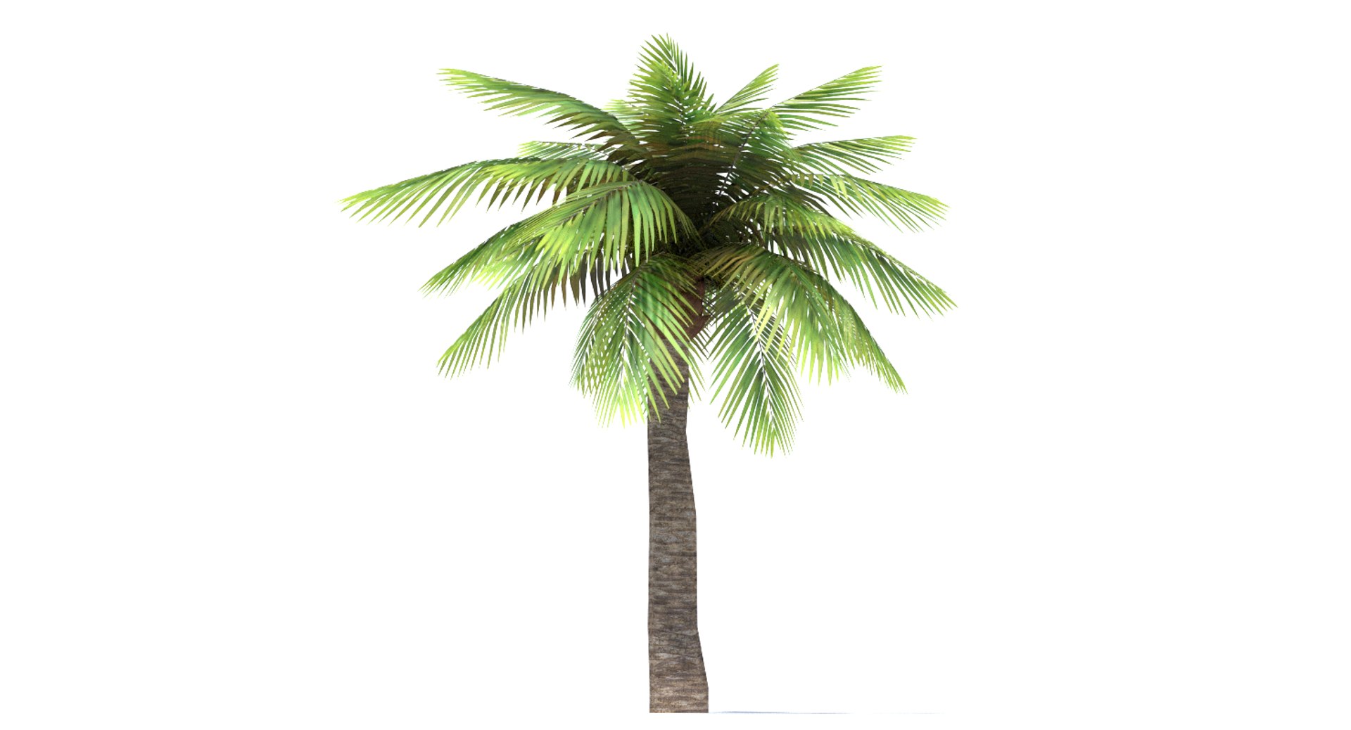 3ds Max Palm Tree