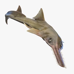 Sawfish Anmated model