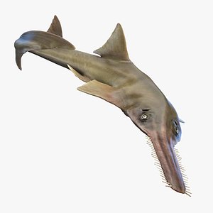 Sawfish Anmated