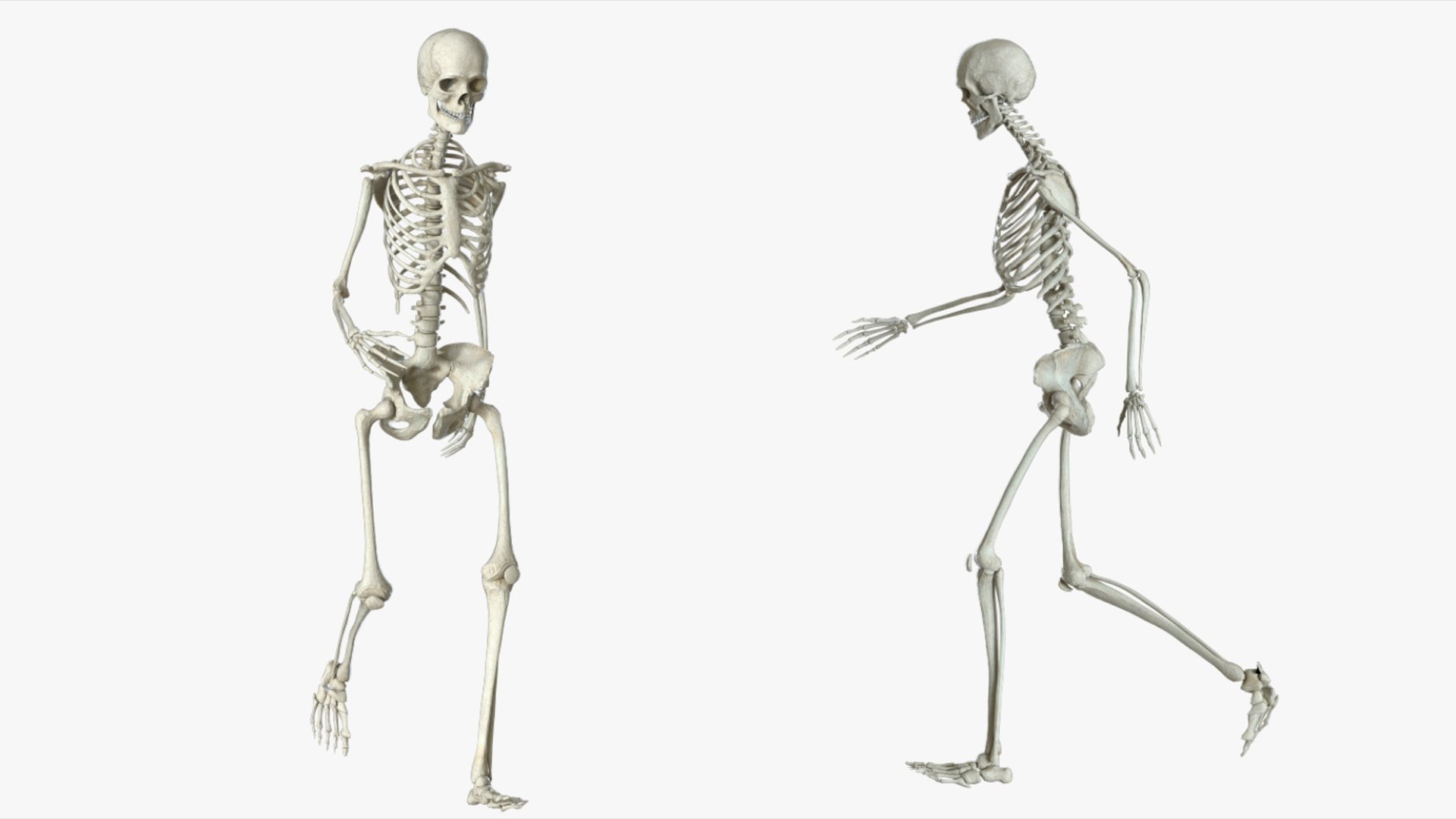 Human Skeleton Rigged 3D 3D Model - TurboSquid 2426398