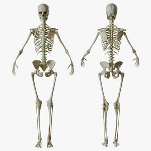 Human Skeleton Rigged 3D