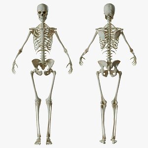 Human Skeleton Rigged 3D