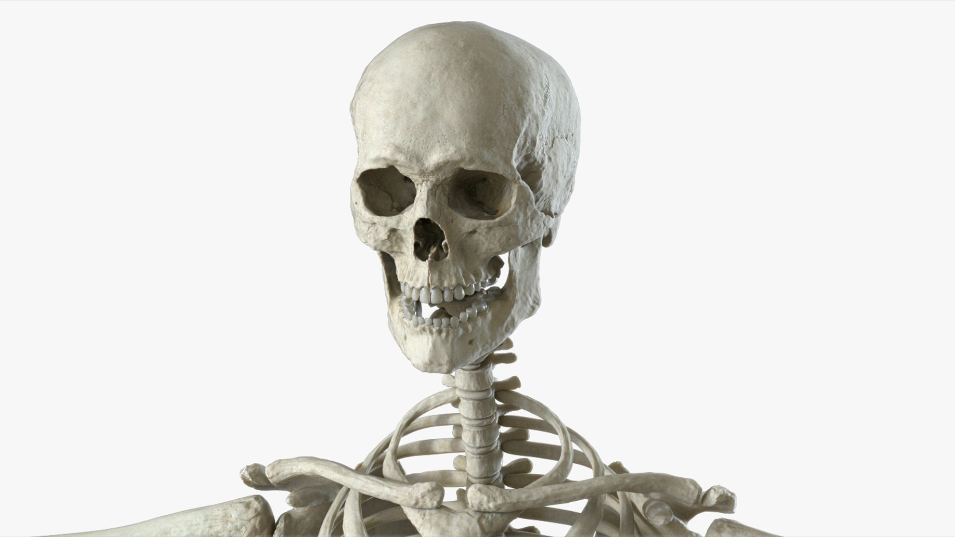 Human Skeleton Rigged 3D 3D Model - TurboSquid 2426398