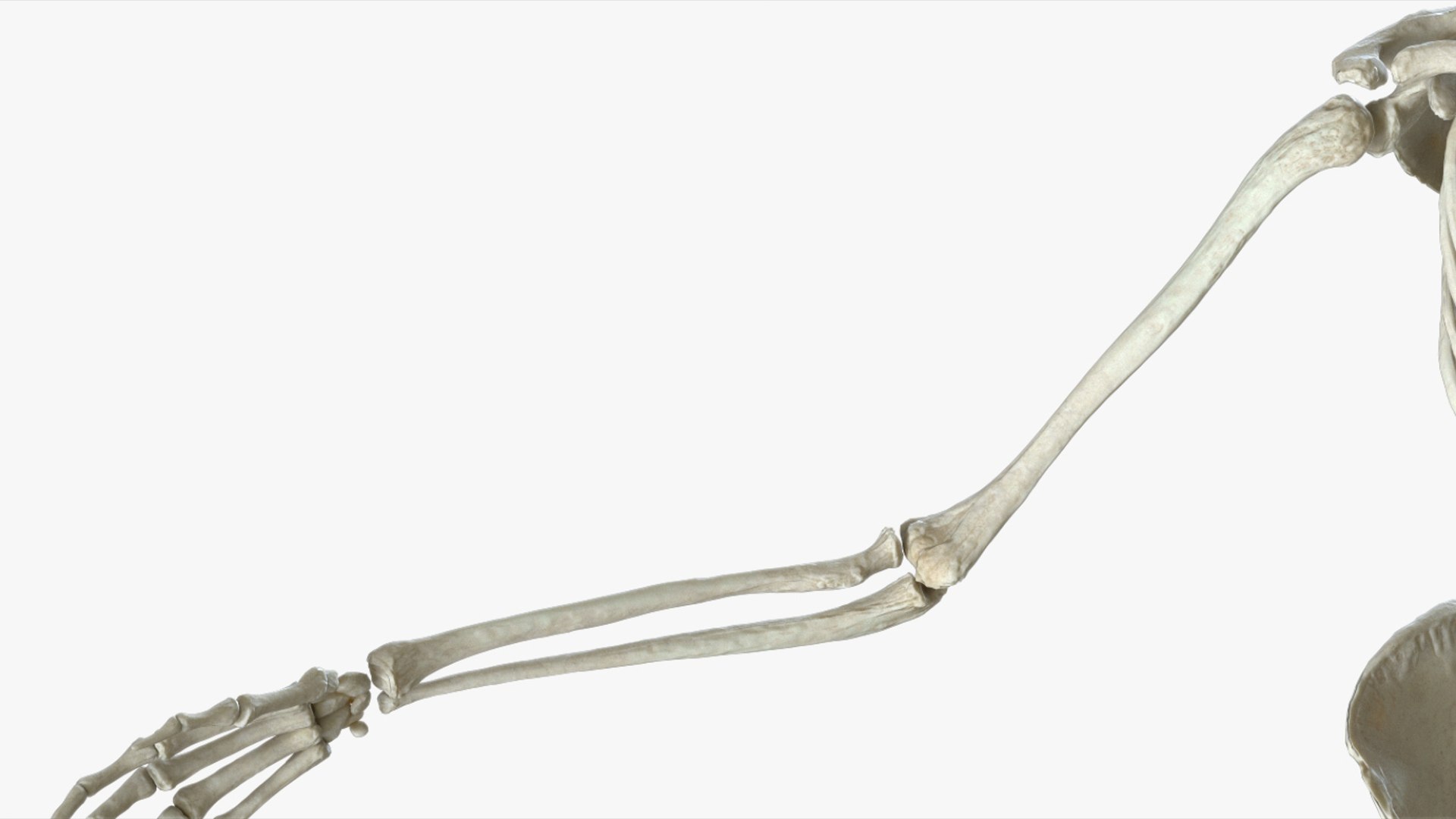 Human Skeleton Rigged 3D 3D Model - TurboSquid 2426398