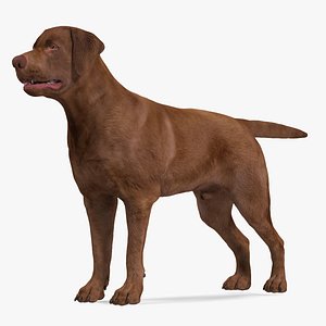 3D Labrador Dog Brown Rigged for Cinema 4D