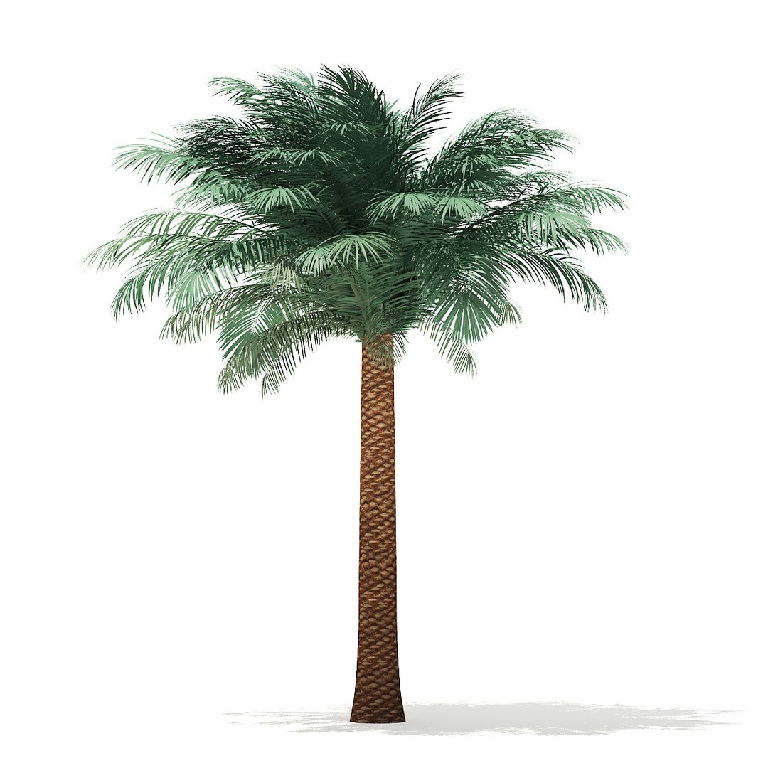 Silver date palm tree 3D model - TurboSquid 1355010