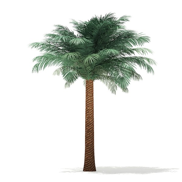 silver date palm tree 3D model