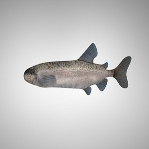 Fish (Lowpoly)