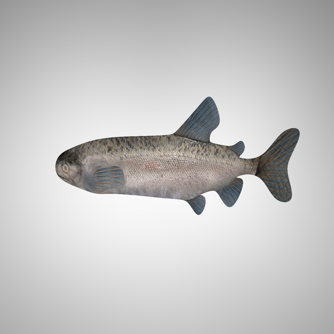 3d model fish altobimedia https://p.turbosquid.com/ts-thumb/Sg/G1H2oa/8UkNwfw0/01/jpg/1415321546/1920x1080/turn_fit_q99/b61d86f6c60ca60f04eaf130503e4d924e62e7a1/01-1.jpg