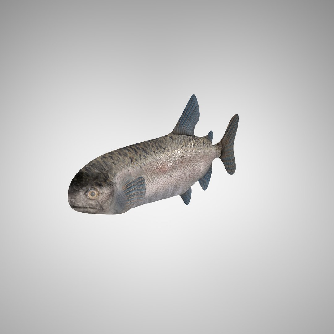 3d model fish altobimedia https://p.turbosquid.com/ts-thumb/Sg/G1H2oa/CUBxgQOU/turntable_02_0009/jpg/1415317878/1920x1080/fit_q87/52ec2483a0ffa354d1978762e615c2034126af5d/turntable_02_0009.jpg