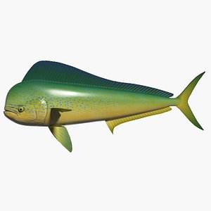 3d common dolphinfish model