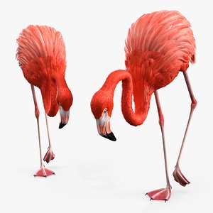 Tropical Bird Flamingo Pink Rigged 3D model