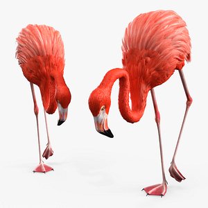 Tropical Bird Flamingo Pink Rigged