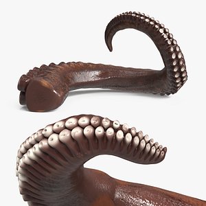 Marine Animal Octopus Tentacle Straight Rigged