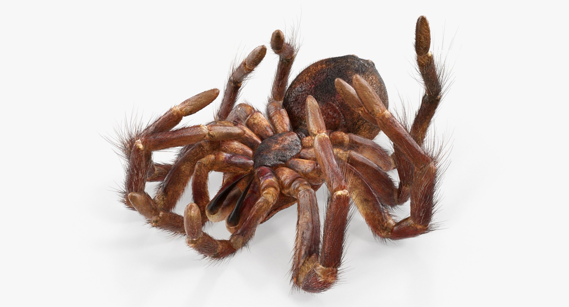 Goliath Birdeater Dead Pose 3D Model - TurboSquid 1257268