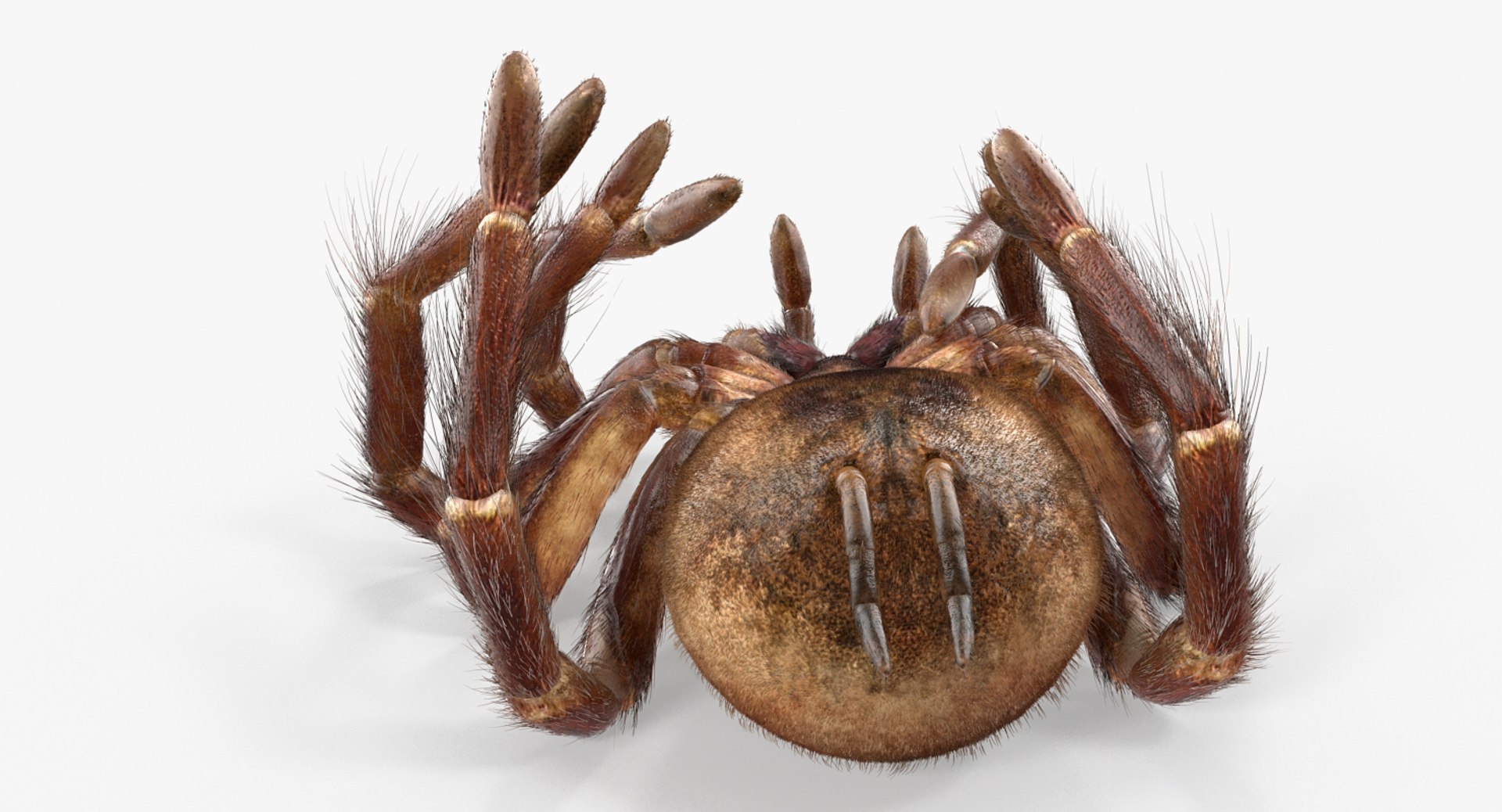 Goliath Birdeater Dead Pose 3D Model - TurboSquid 1257268