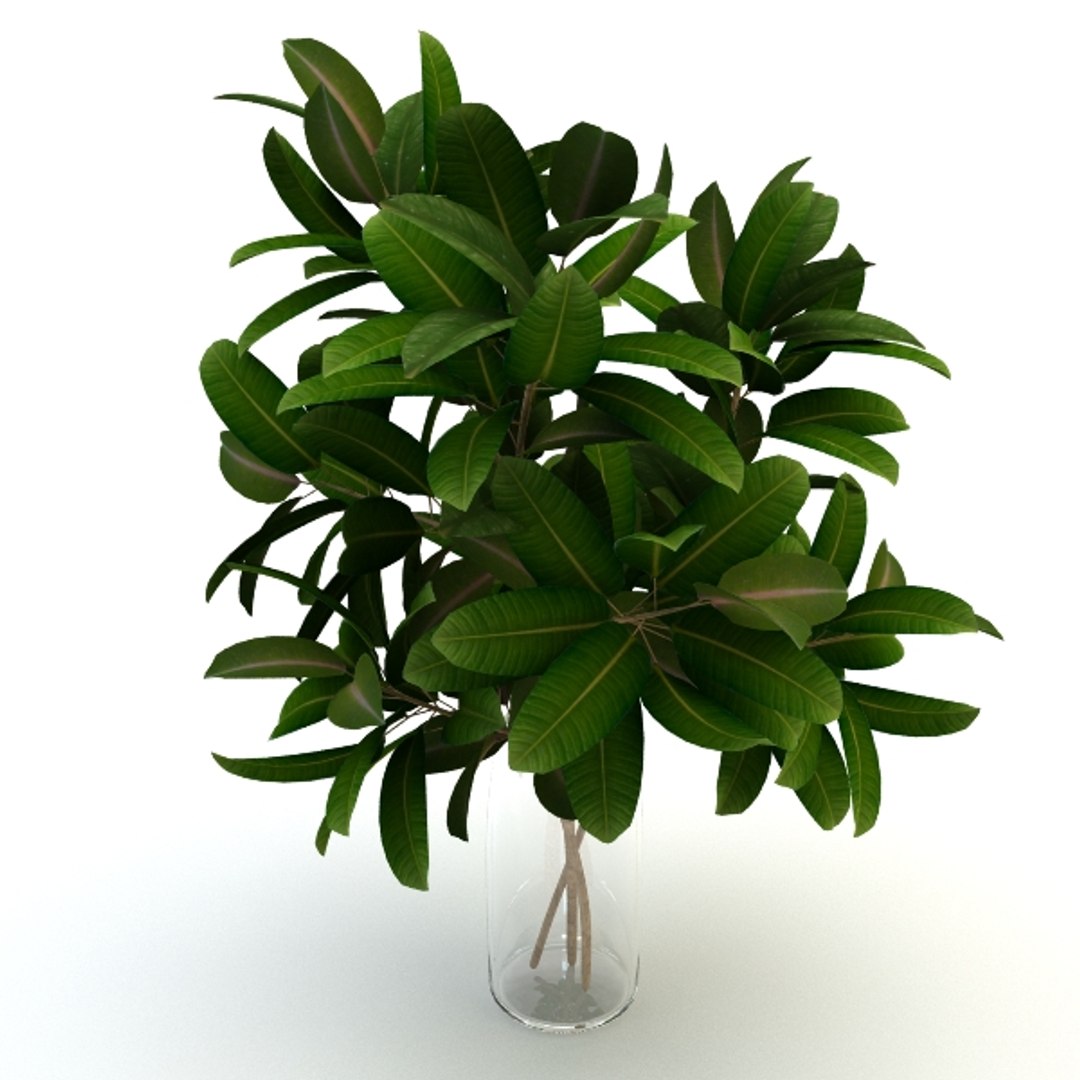 max pipal plant