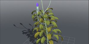 plants flower 3D model