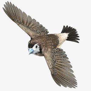 double-barred finch - owl 3d model